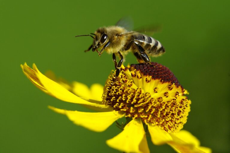 Nourrir correctement les abeilles quand et comment? — free download