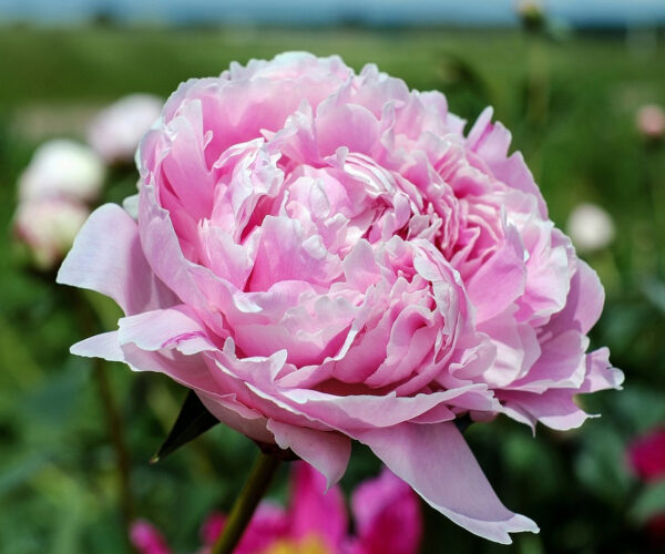La fleur préférée de Blair Waldorf : un emblème d’élégance intemporelle