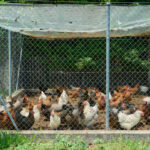 Un enclos pour ses poules : faire le choix du grillage et de la clôture