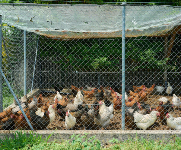 Un enclos pour ses poules : faire le choix du grillage et de la clôture