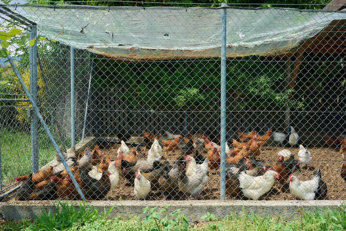 Un enclos pour ses poules : faire le choix du grillage et de la clôture