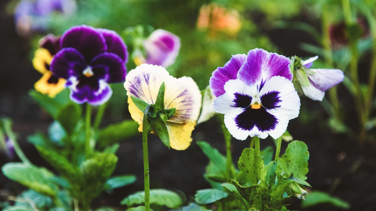 10 variétés de fleurs pour votre jardin