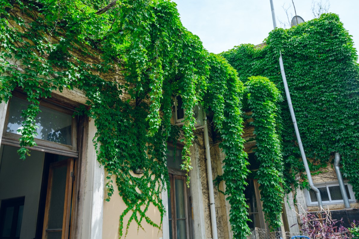 Jardin vertical : 7 meilleures plantes grimpantes à croissance rapide