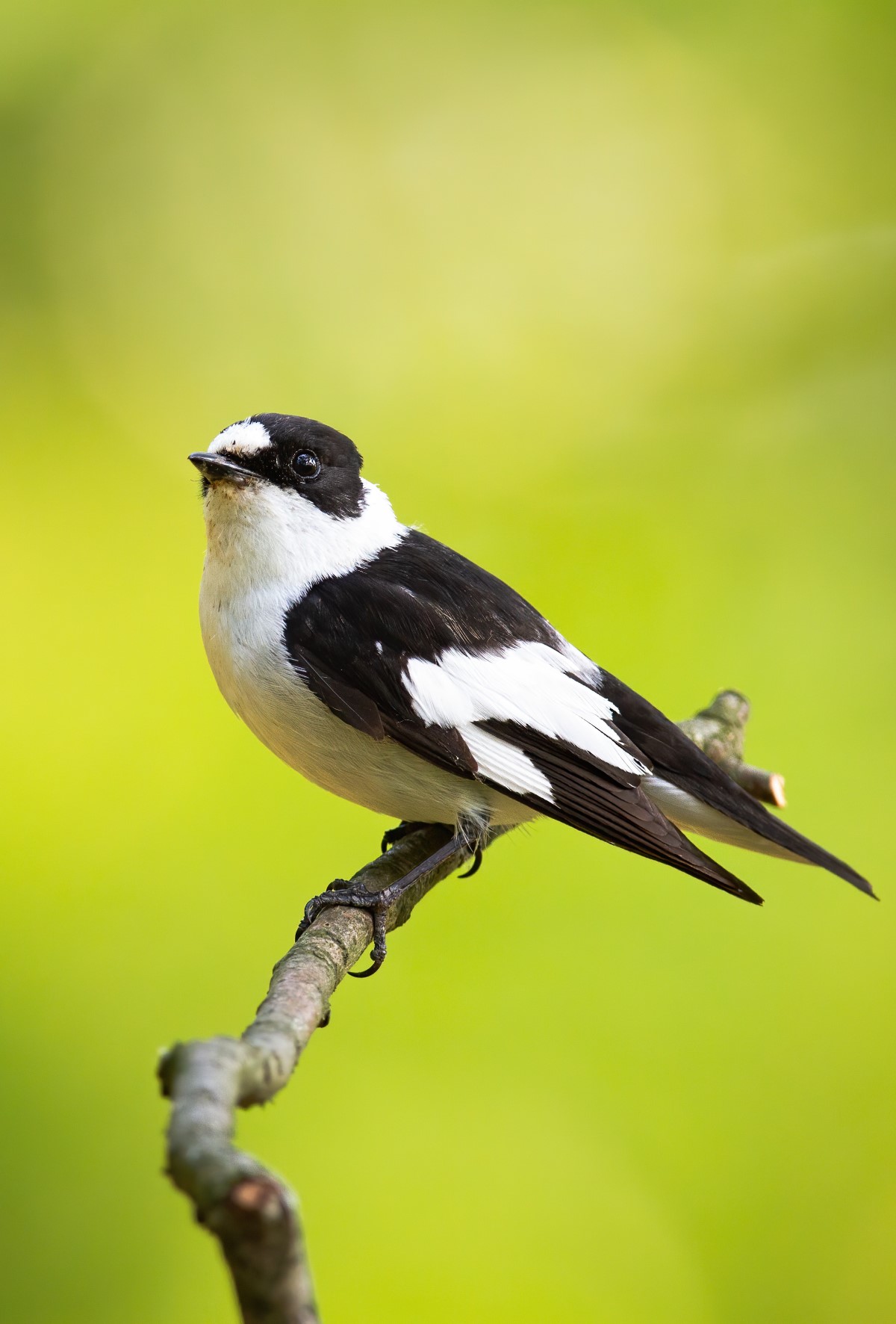 Choisir l’effaroucheur d’oiseaux idéal pour les jardins urbains