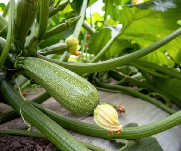 Cultiver des courgettes savoureuses : conseils pour les jardiniers amateurs