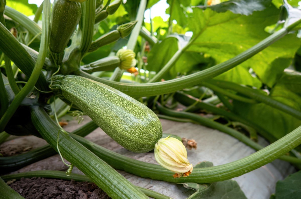 Cultiver des courgettes savoureuses : conseils pour les jardiniers amateurs