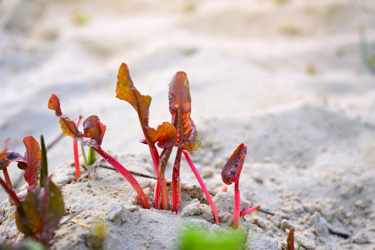 Exploration botanique : la diversité des espèces de rumex en Europe