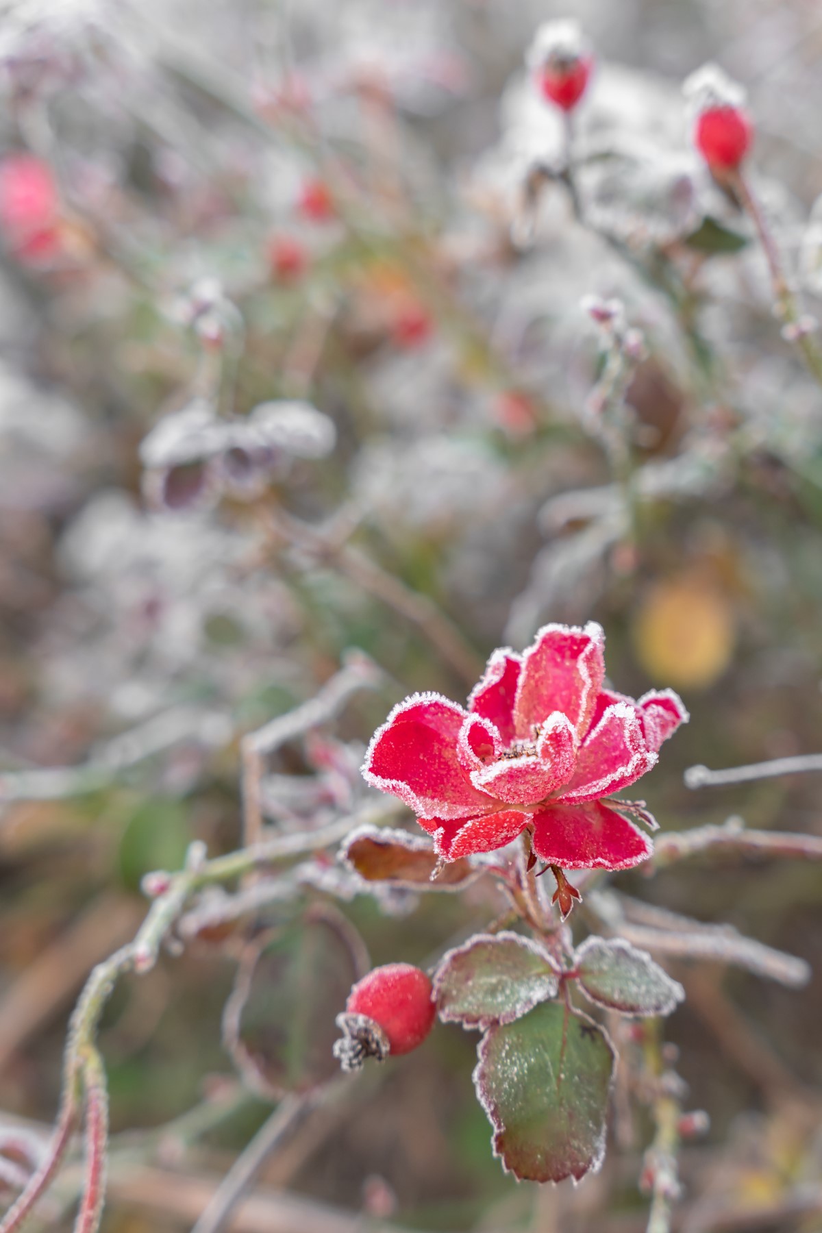 Hivernage et soins saisonniers