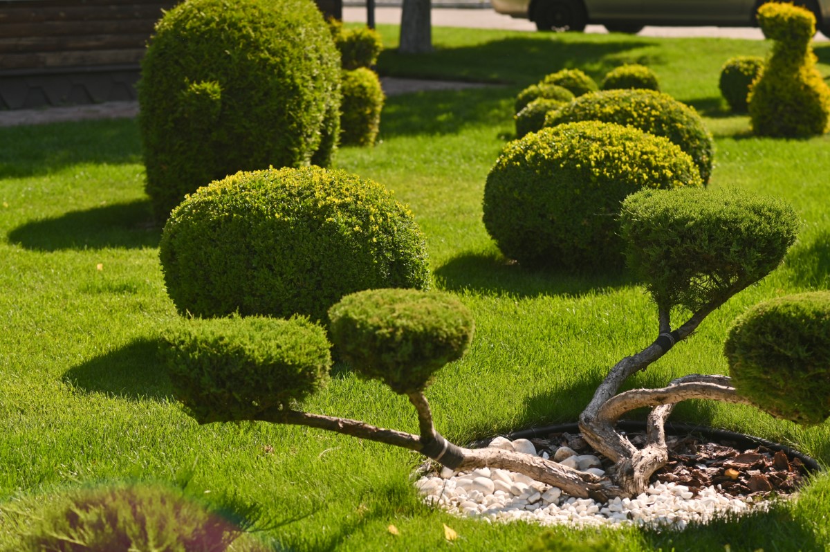 Conceptions uniques pour un jardin qui se démarque