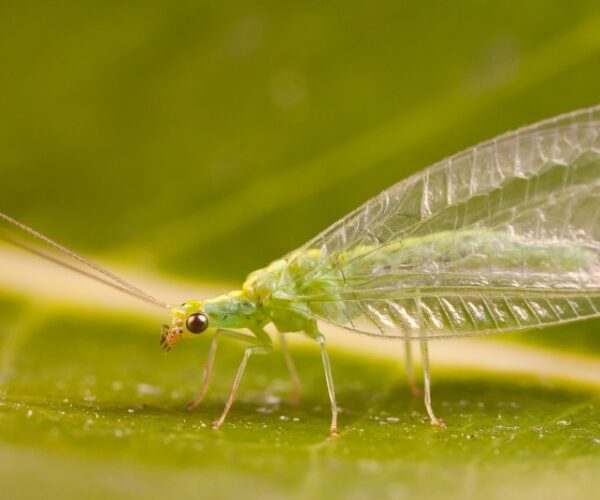 La chrysope verte : un auxiliaire de lutte biologique dans votre potager