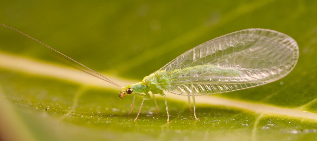 La chrysope verte : un auxiliaire de lutte biologique dans votre potager