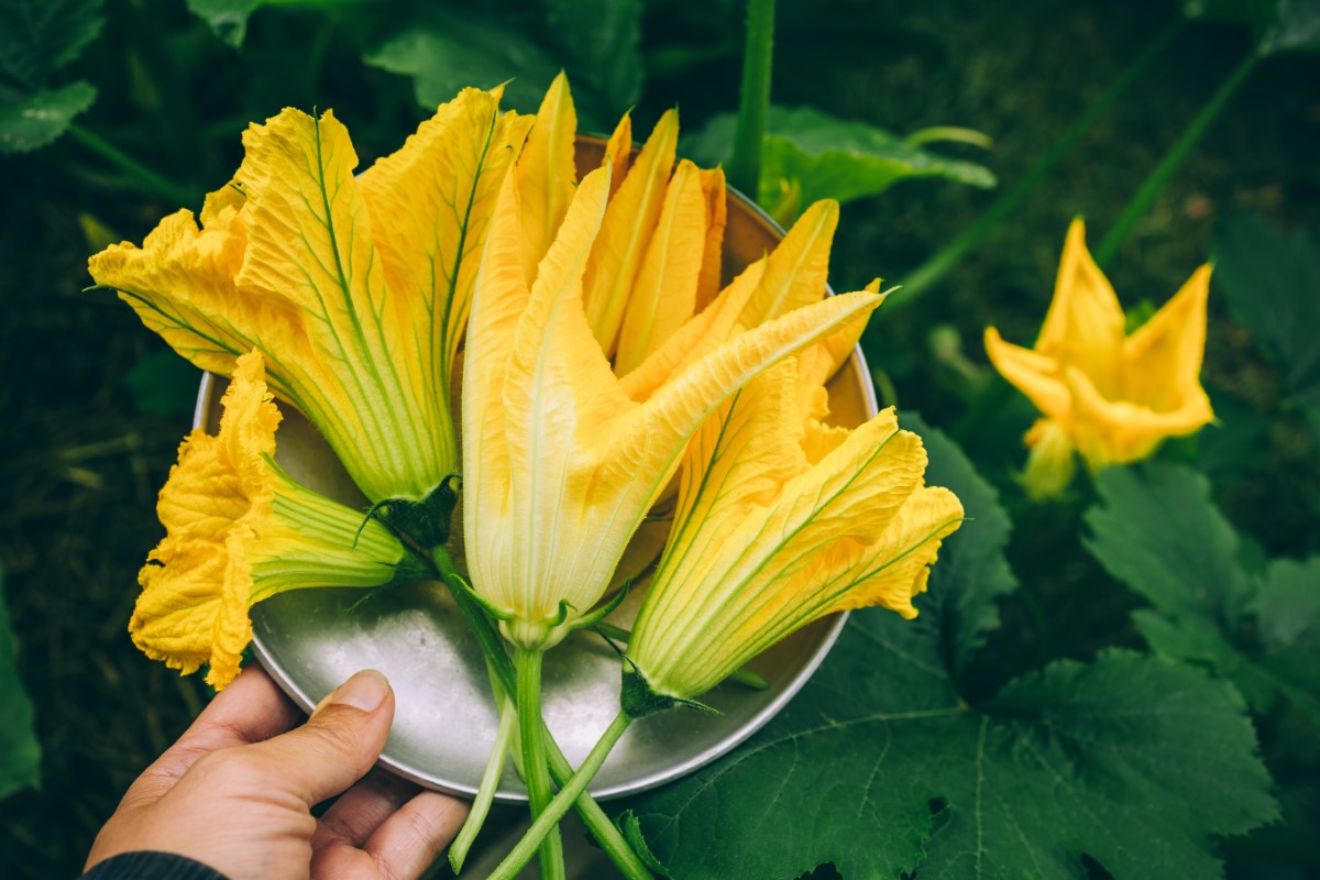 conseils pour les jardiniers amateurs