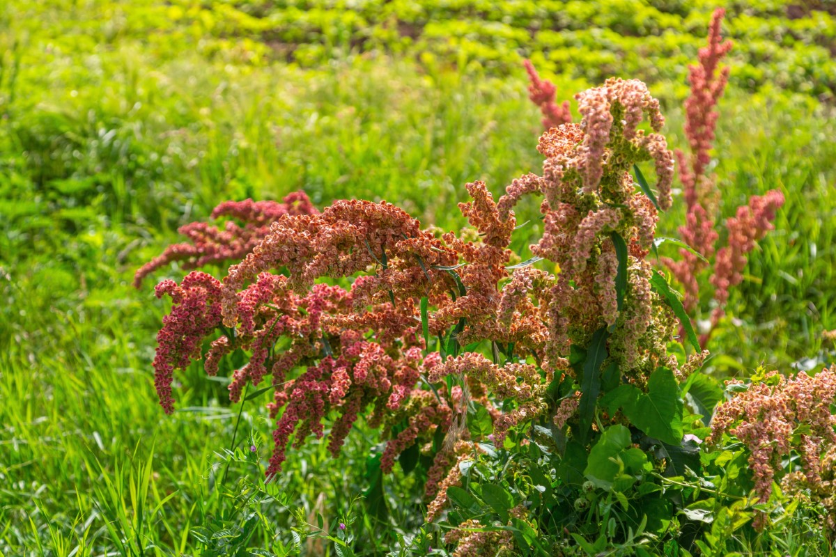 diversité des espèces de rumex