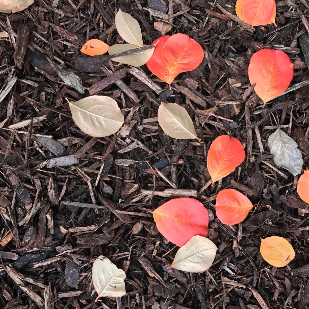 inconvénients du paillage avec des feuilles