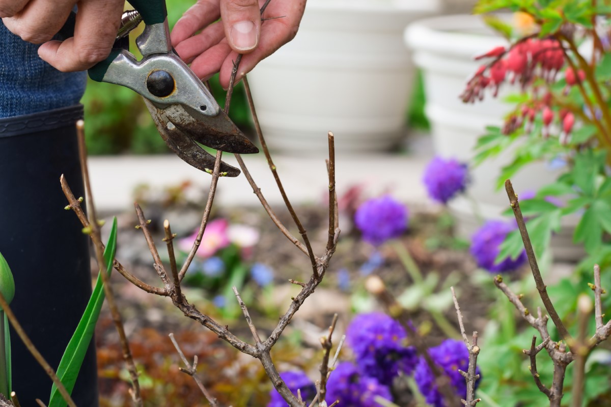 Période optimale pour la taille des hortensias : les meilleures pratiques