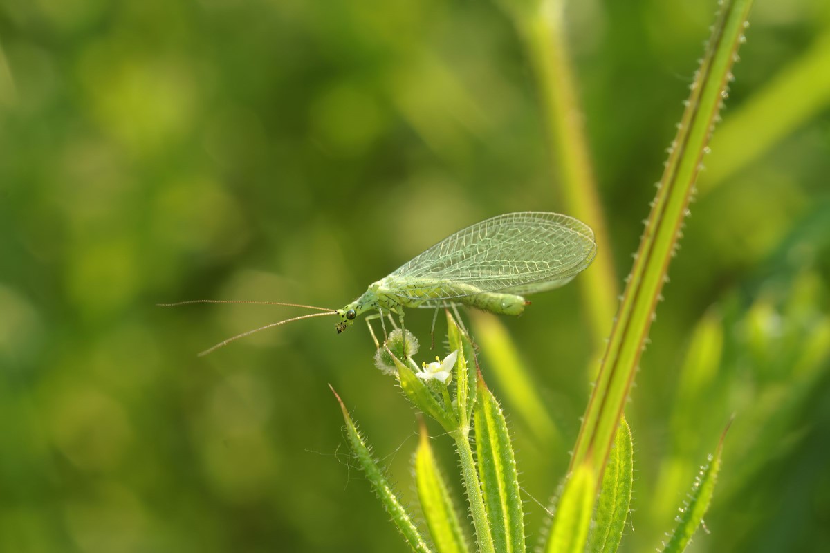 lutte biologique dans votre potager