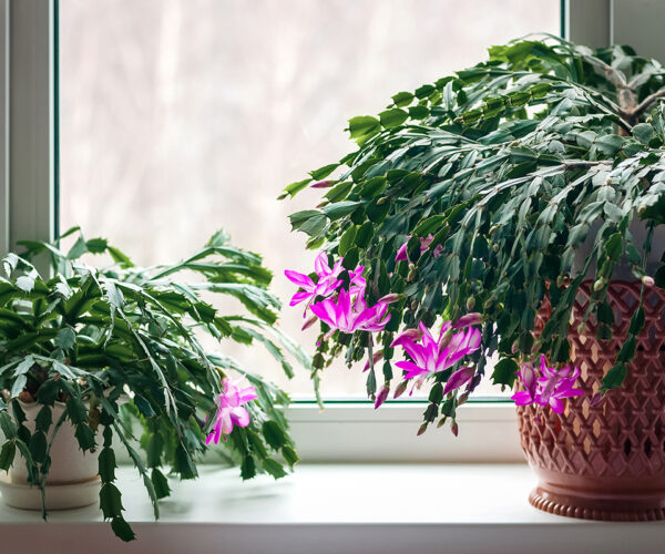Garder les schlumbergera en fleurs : soins pour cette plante de Noël