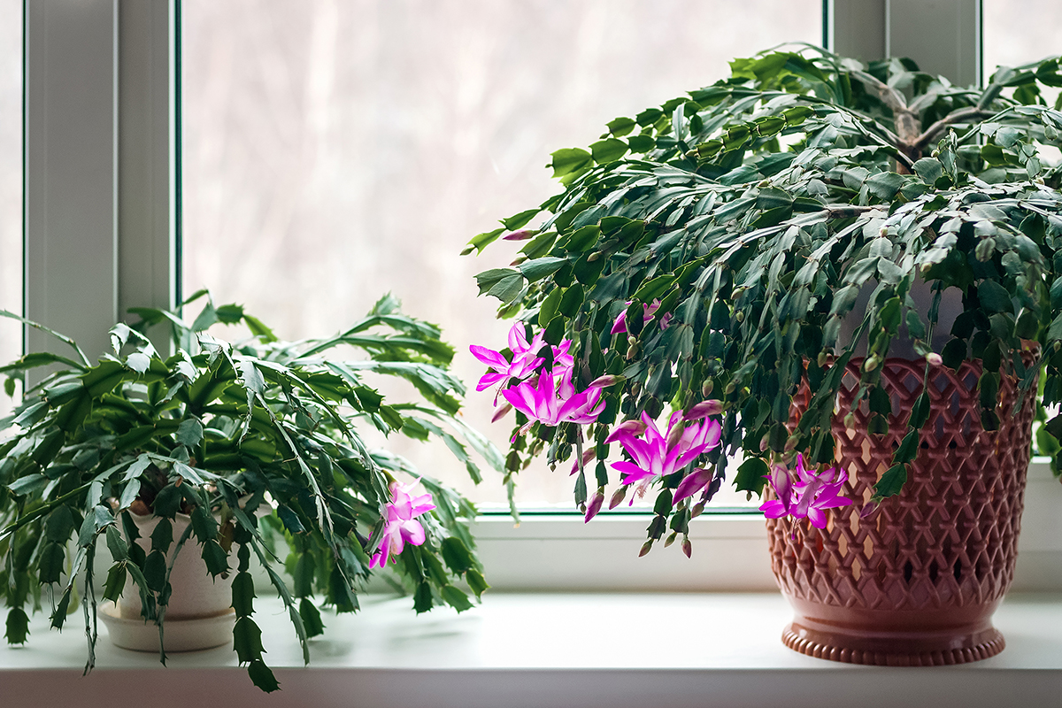 Garder les schlumbergera en fleurs : soins pour cette plante de Noël