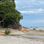 Les secrets mortels du mancenillier : l’arbre le plus dangereux des Caraïbes