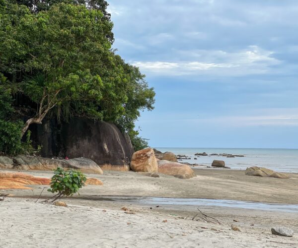 Les secrets mortels du mancenillier : l’arbre le plus dangereux des Caraïbes