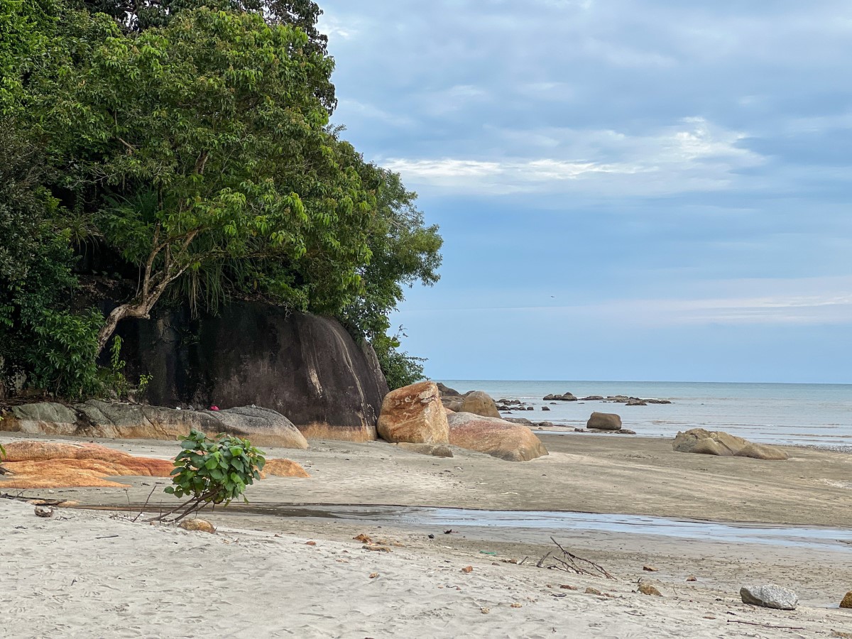 Les secrets mortels du mancenillier : l’arbre le plus dangereux des Caraïbes