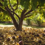 Inconvénients du figuier : pourquoi cet arbre fruitier peut devenir un fardeau