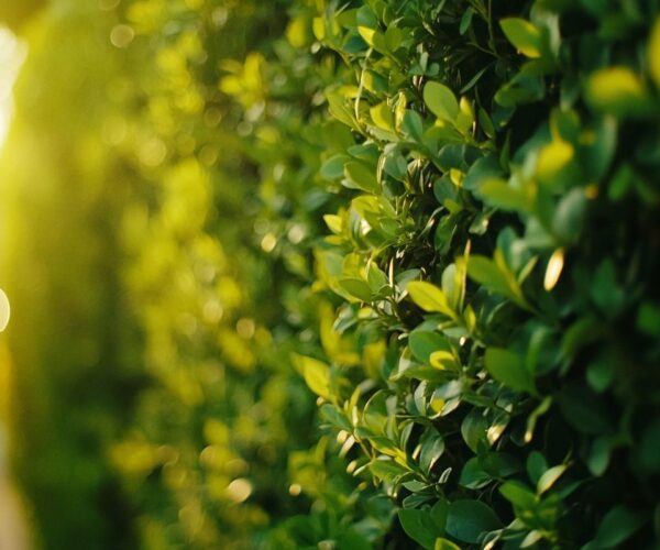 Tendances en matière de haies à planter déjà hautes pour un jardin moderne