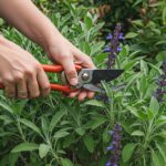 Taille des sauges arbustives : astuces et conseils pour un jardin florissant