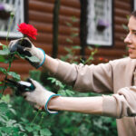 Comment couper les rosiers : les outils indispensables pour un résultat parfait