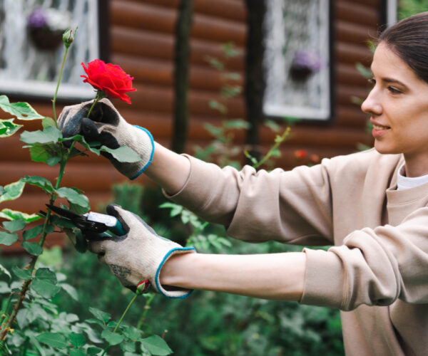 Comment couper les rosiers : les outils indispensables pour un résultat parfait