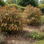 La maladie des photinias : impacts sur l&rsquo;écosystème des jardins