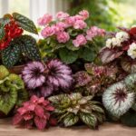 Types de bégonias : Guide pour les passionnés de plantes