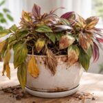 Les erreurs à éviter lors de l&rsquo;entretien de vos tradescantia