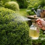Combattre la pyrale du buis et traitement de grand-mère pour un jardin sain