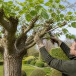 Astuces essentielles sur quand et comment tailler les muriers platanes efficacement