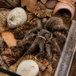 Élever une mygale de Provence : comprendre la taille pour une bonne croissance