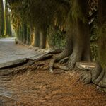 Faites attention aux inconvénients des cyprès avant de faire votre choix