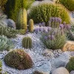 Plantes idéales pour un parterre avec cailloux sans entretien