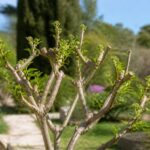 Quand tailler un lilas des indes pour révéler toute sa beauté ?