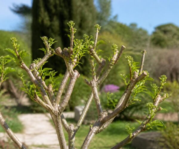 Quand tailler un lilas des indes pour révéler toute sa beauté ?