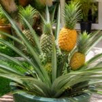 Sur quel arbre poussent les ananas et comment les cultiver chez soi