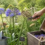 Que faire avec une fleur fanée d&rsquo;agapanthe pour préserver l&rsquo;environnement