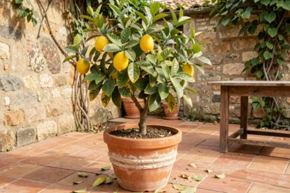 Citronnier en pot sur terrasse avec feuilles jaunissantes et tombées sur les dalles, signe d'arrosage irrégulier